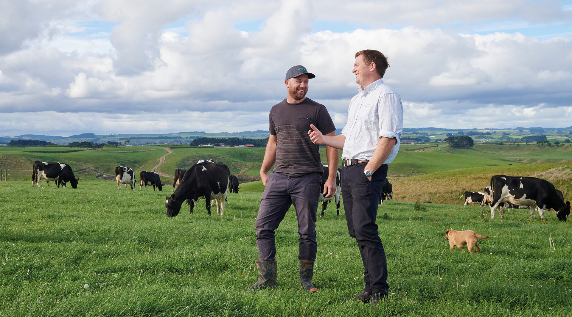 Farm NZ 4