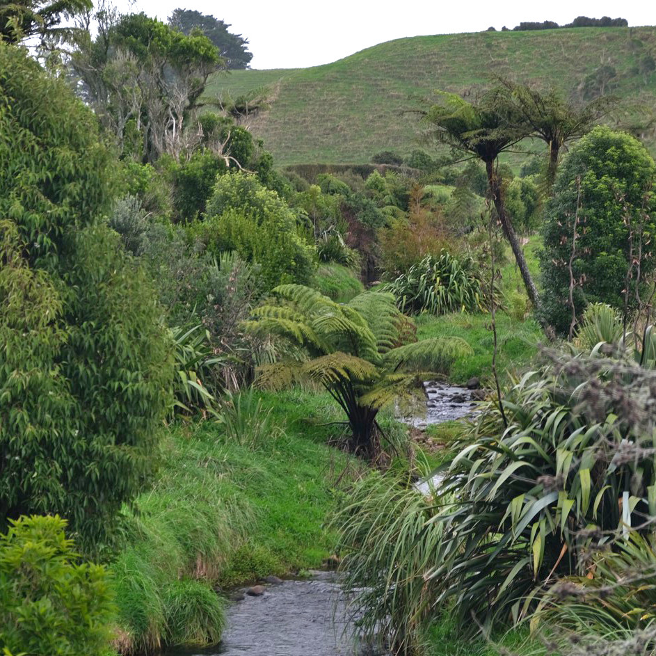 stream planting