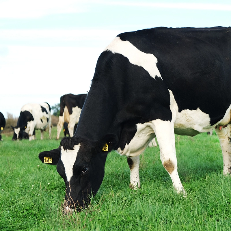 Dairy Cow Grass Fed Pasture